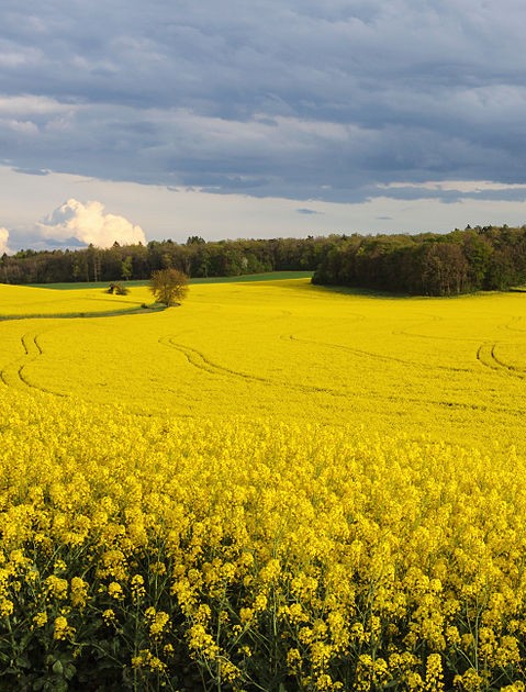 Rapeseed, a "break" crop used in rotation