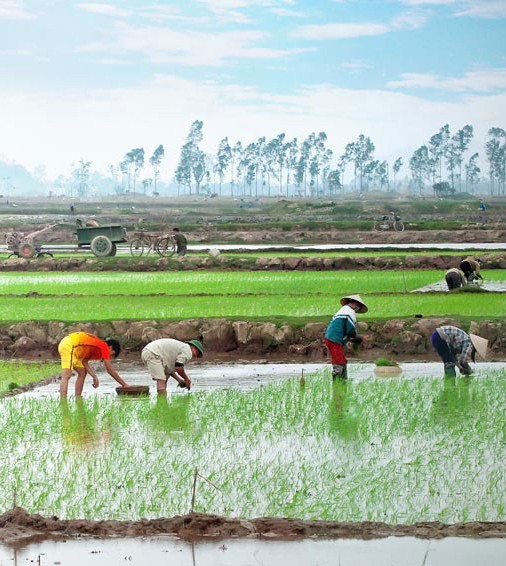 Planting rice in paddy fields in Vietnam