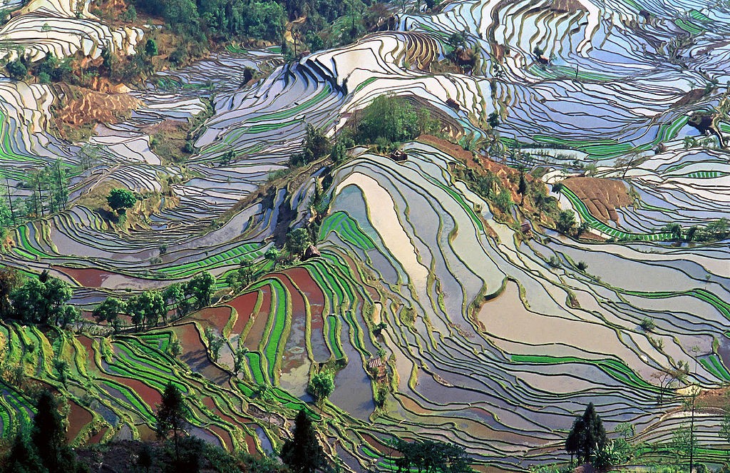 An aerial view of terraced rice fields