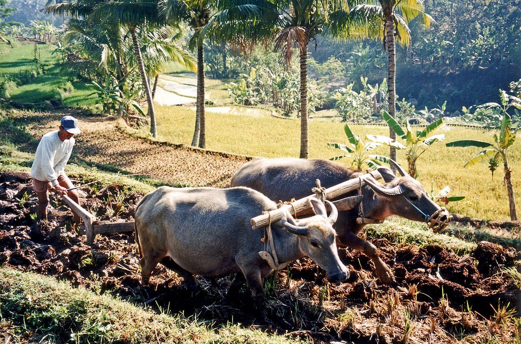 Ploughing rice paddy fields with water buffalo