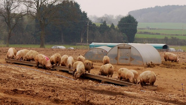 Free-range pigs in Gloucestershire, England