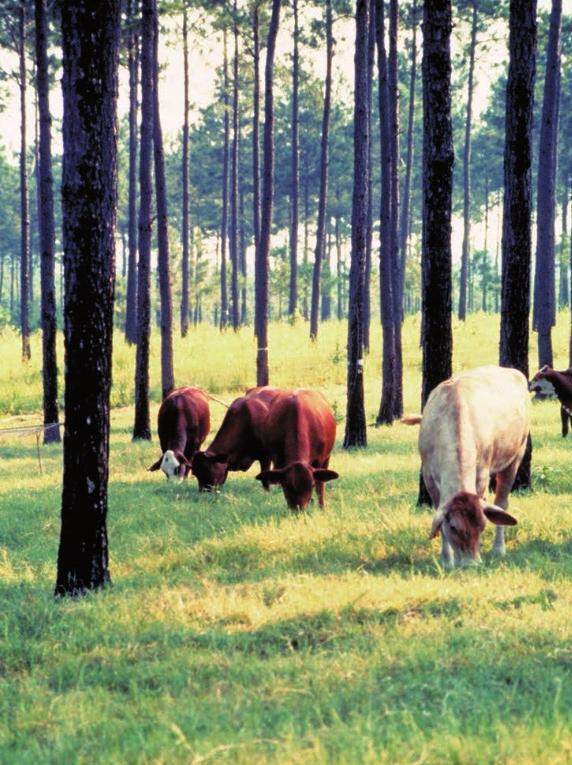 Silvopasture, a combination of forestry and grazing