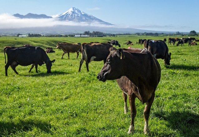 Cattle grazing in North Island, New Zealand