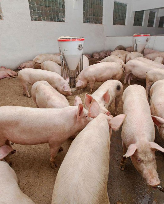 Pigs in a pen, with feeder, on an intensive piggery