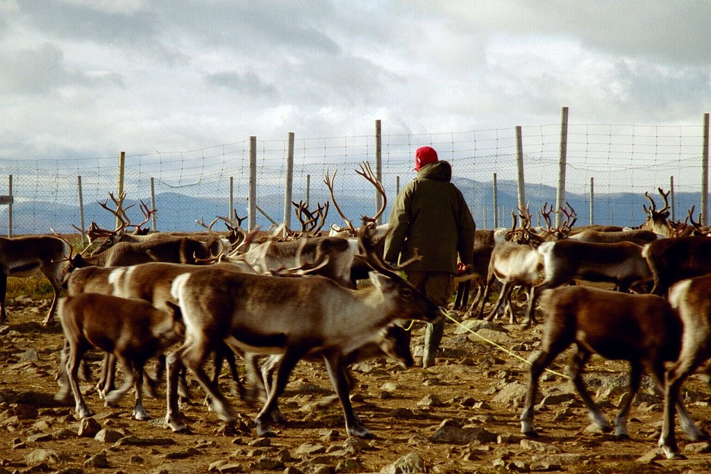 Sami reindeer herder in northern Sweden