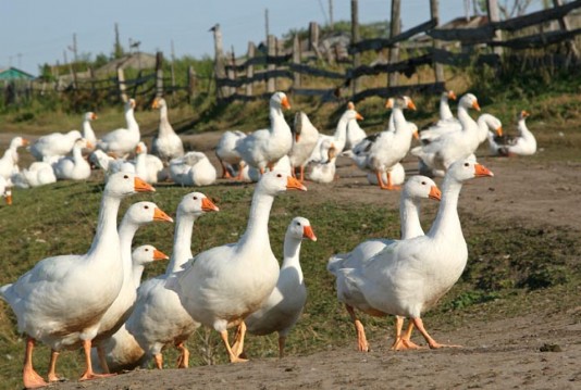 Free-range geese on a French farm