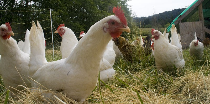 Free-range hens, near their coop