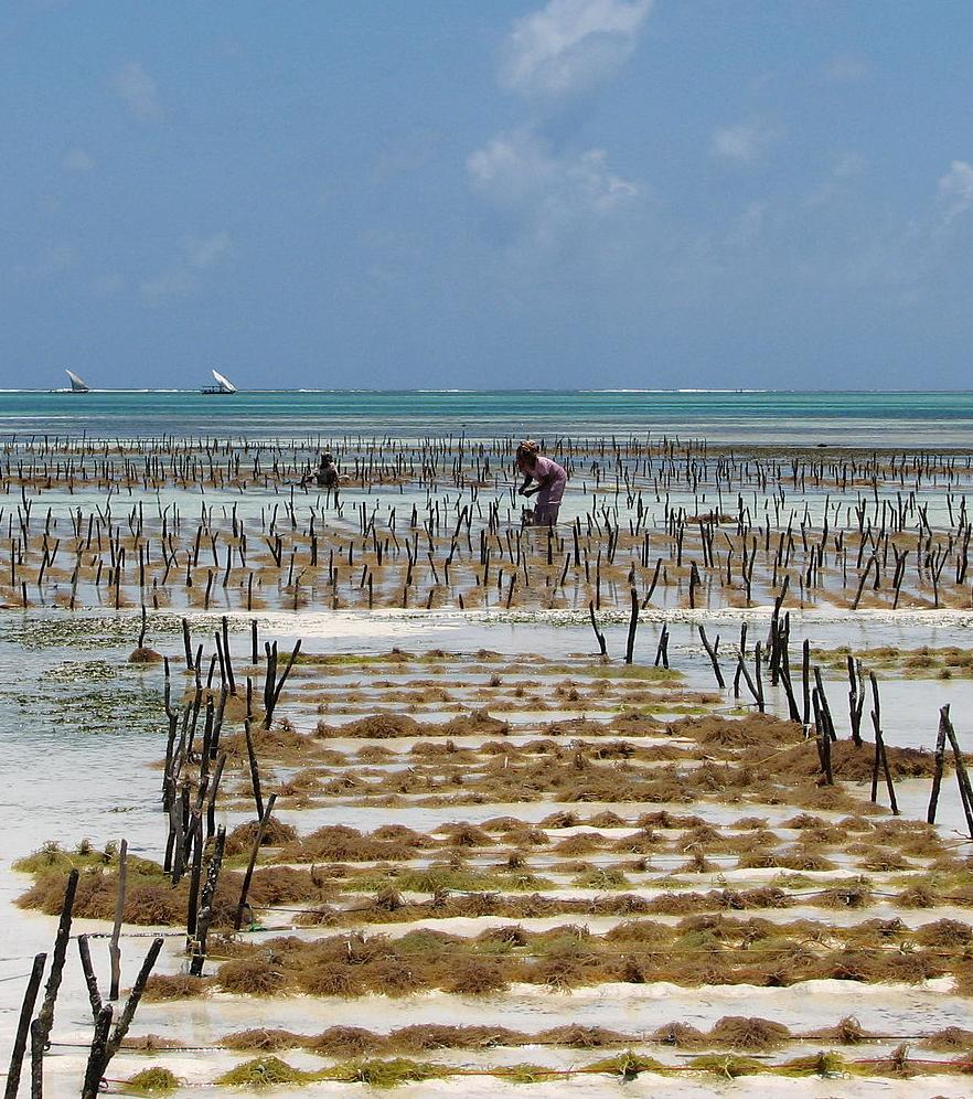 Aquaculture of red seaweed, Zanzibar, Tanzania