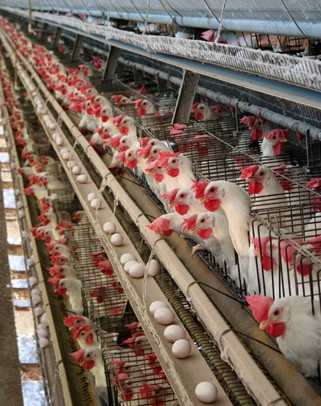 Hens in battery cages