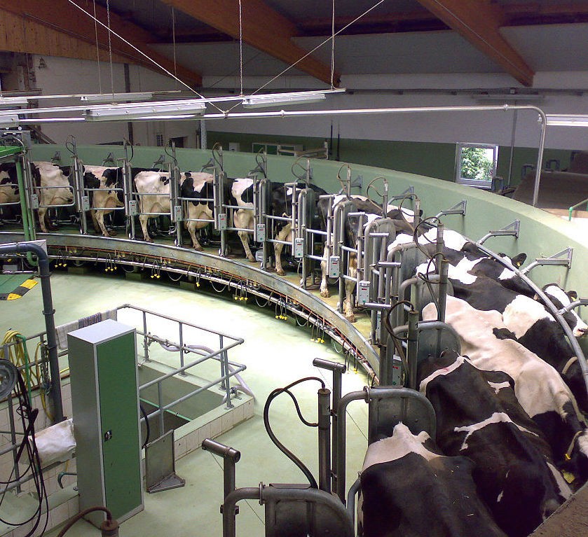 A rotary milking parlour at a modern dairy farm