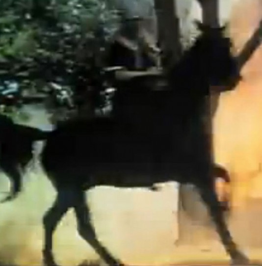 A re-enactment of Vikings raiding a village