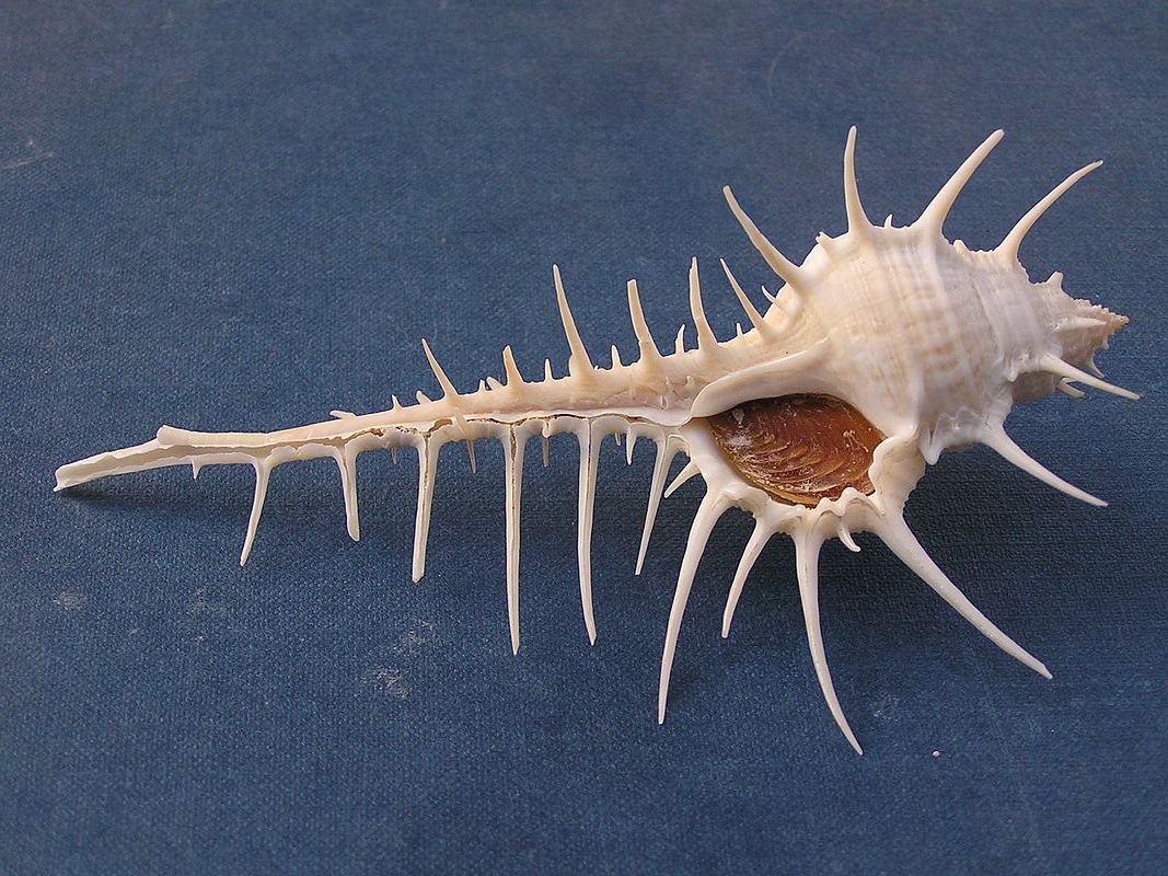 Murex shell