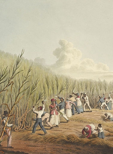 Slaves working on a sugar cane plantation in Antigua