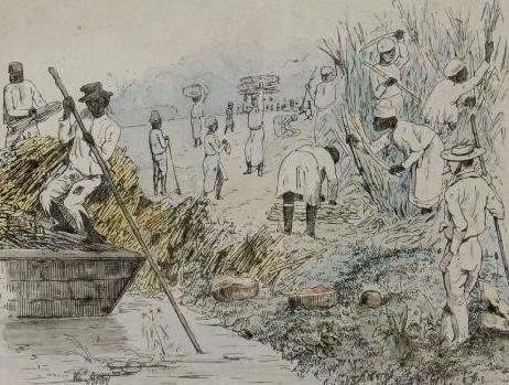 Slaves working on a sugar cane plantation in Suriname