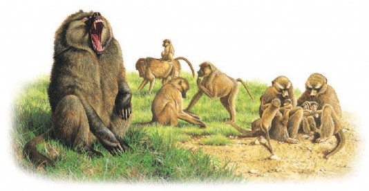 A troop of baboons