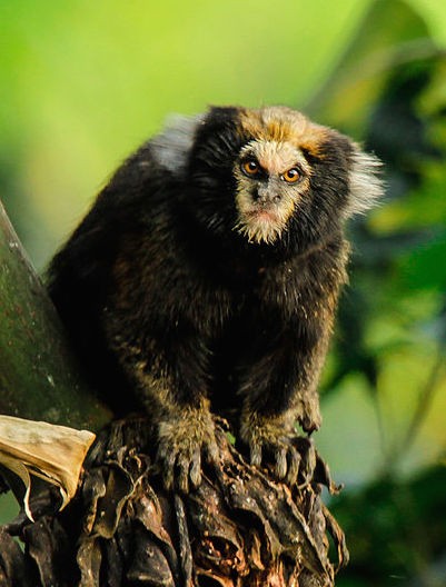 Buffy-tufted marmoset
