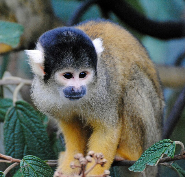 Black-capped squirrel monkey