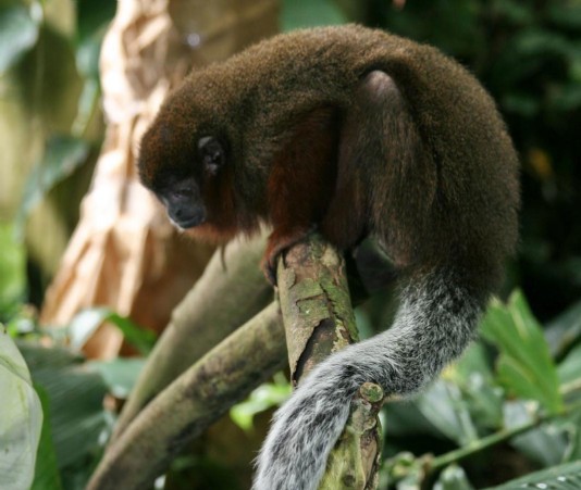 Brown titi