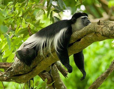 Black and white colobus monkey