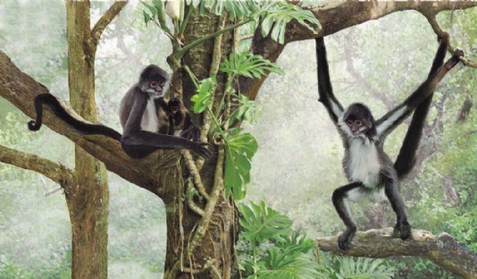 The spider monkey has a prehensile tail