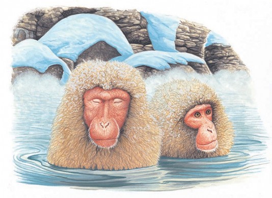Japanese macaques bathing in warm springs