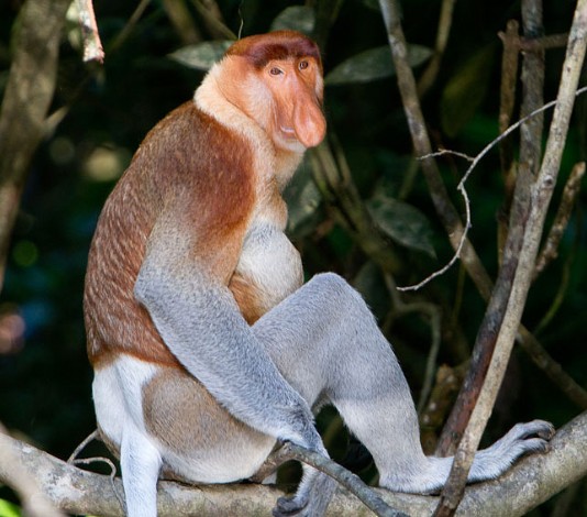 Proboscis monkey