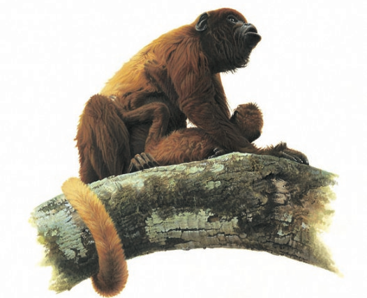 Howler monkey