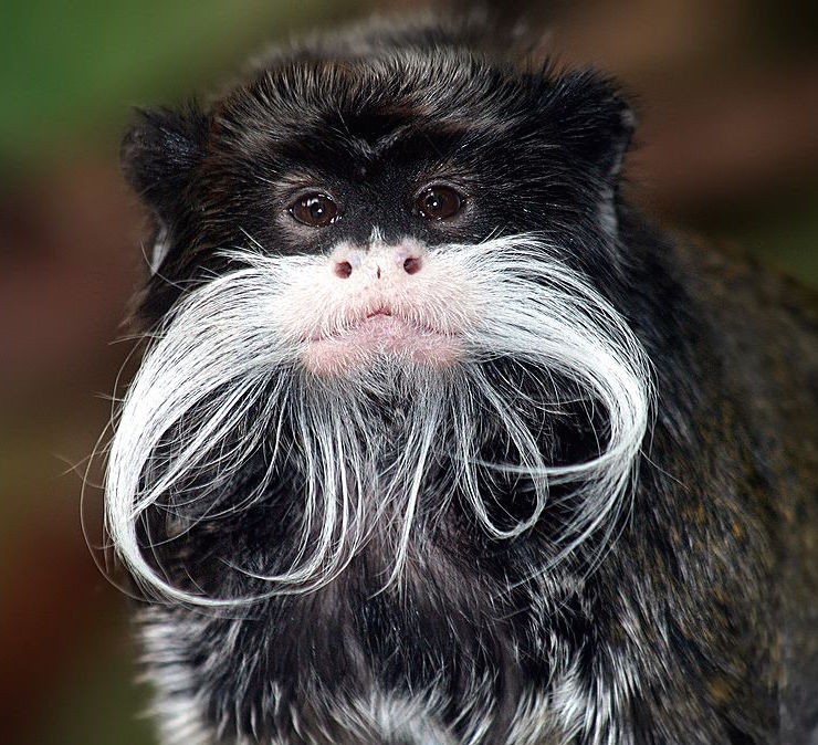 Emperor tamarin
