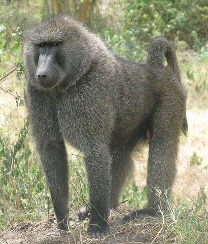 Baboon