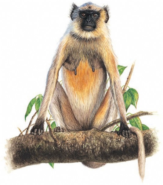 Hanuman langur